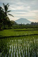 Nieuwe rijst in Ubud 4