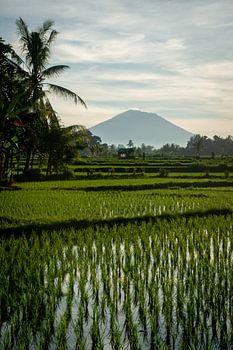 New rice in Ubud 4