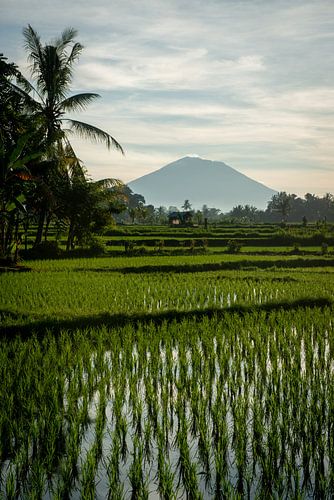 New rice in Ubud 4 by Ellis Peeters