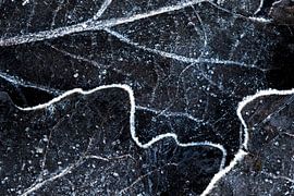 Patroon van de nerven in een blad van AGAMI Photo Agency