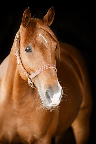 Fine Art portrait of a horse black background
