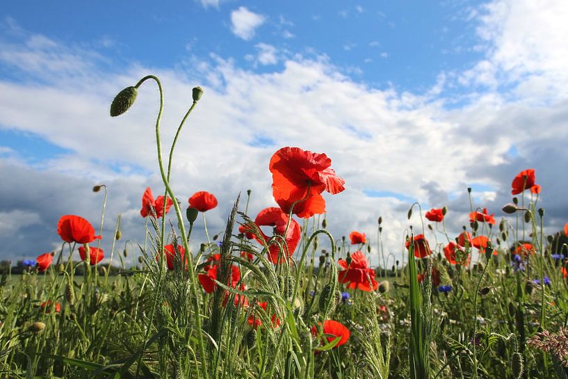 Mohnblumen von Ostsee Bilder