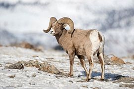 Rocky Mountain Bighorn Sheep ( Ovis canadensis ),  ram in snow by wunderbare Erde