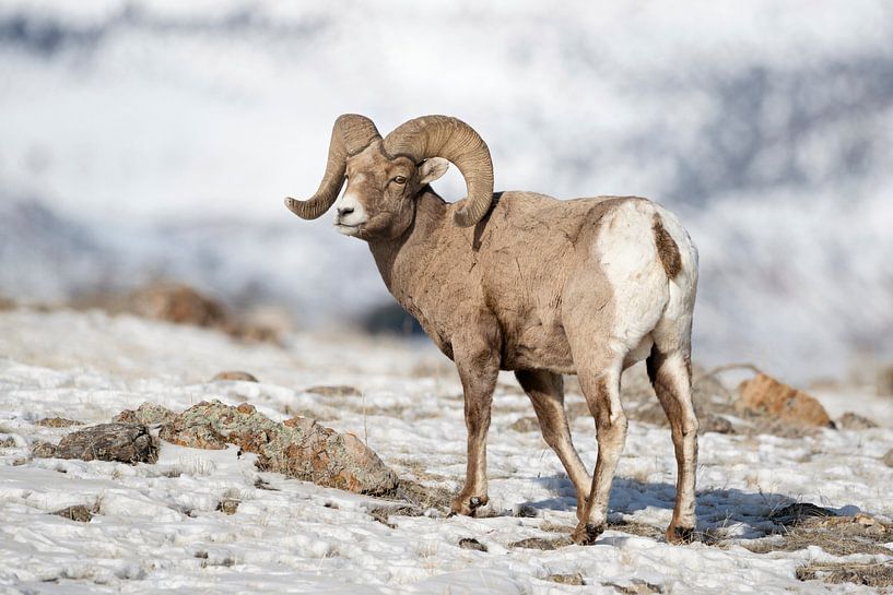 Rocky Mountain Bighorn Sheep ( Ovis canadensis ),  ram in snow by wunderbare Erde