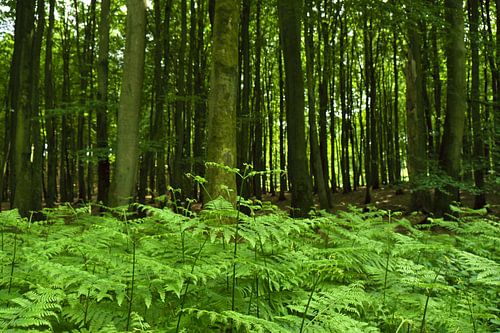 In het zomerbos