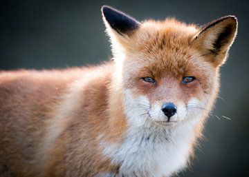 Portrait d'une femelle renard sur Wilco Bos