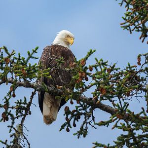 Bald eagle von Menno Schaefer