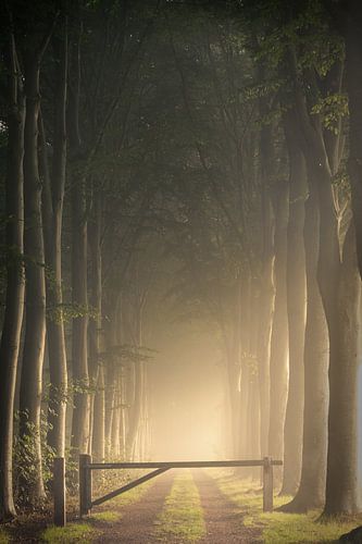 Beautiful forest avenue in the mist