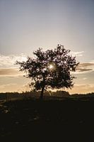 Baum