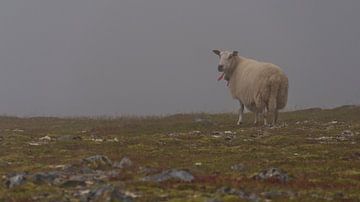 Eenzame schapen in de mist van Timon Schneider
