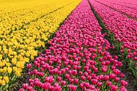 Bloeiende tulpenvelden in het voorjaar, Nederland van Markus Lange thumbnail