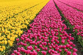 Bloeiende tulpenvelden in het voorjaar, Nederland van Markus Lange