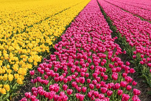 Flowering tulip fields in spring, Netherlands