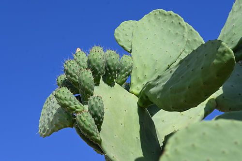 Ibiza | Cactus