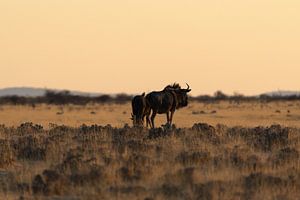 Gnus in Abenddämmerung von Felix Brönnimann