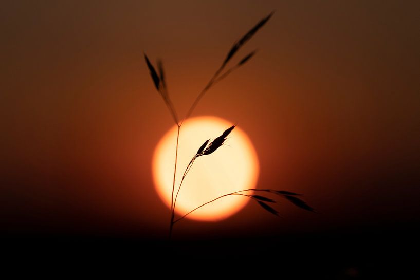 Sunset! by Ronald van Kooten