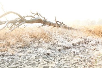 Winter in de Loonse en Drunense duinen! van Diana van Geel
