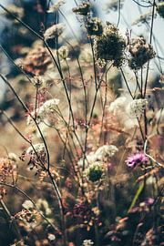 Zwolle Sommer 2019 von Stefan Lucassen