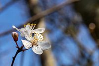 Japanischer Kirschbaum / Sekura