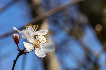 Japanse kerselaar / Sekura van Ann Motet