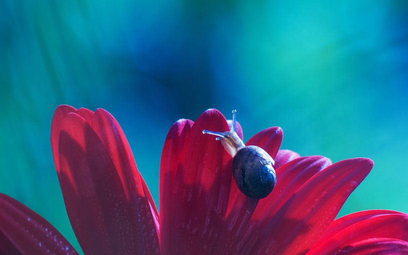 Slak op Gerbera van Mirakels Kiekje