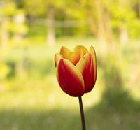 Spring feeling! A beautiful tulip among the spring greenery