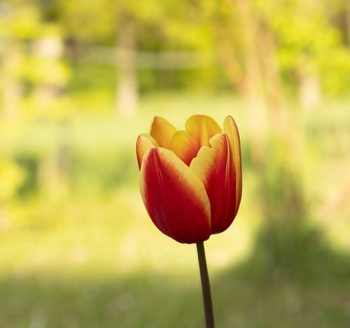 Lentegevoel! Een prachtige tulp tussen het lentegroen