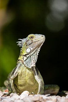 Groene Leguaan van Valesca van Zwieten