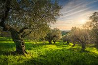 Oude olijfgaard in Alta Maremma bij zonsondergang