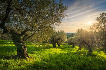 Alter Olivenhain in der Alta Maremma bei Sonnenuntergang