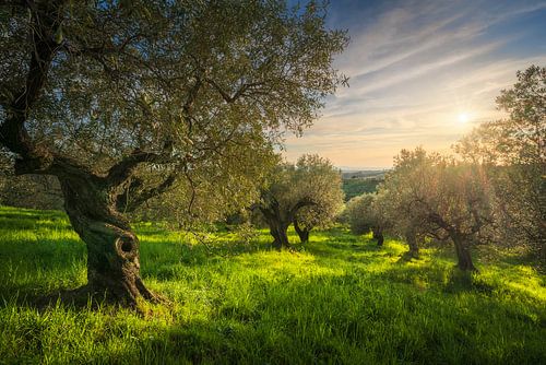 Oude olijfgaard in Alta Maremma bij zonsondergang