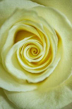Het hart van de witte roos van Iris Holzer Richardson