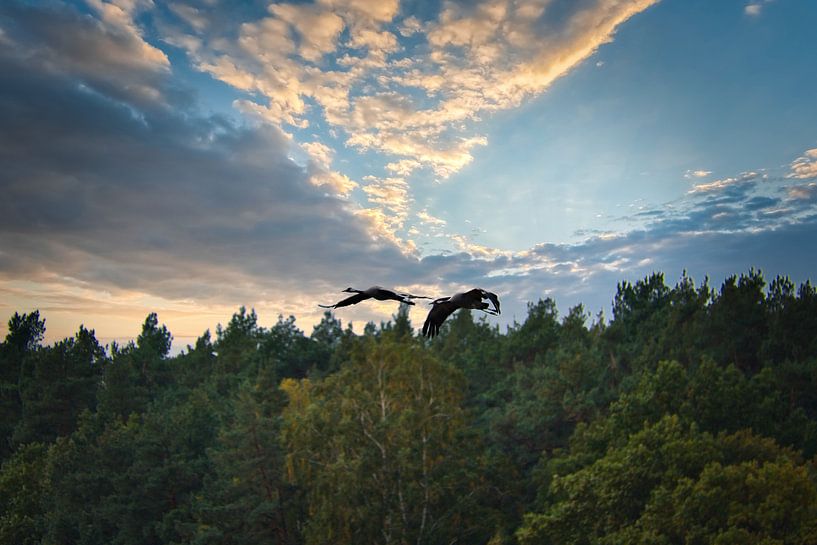 Kraniche fliegen über einen Wald von Martin Köbsch