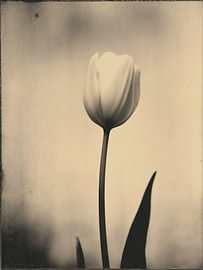 Tulip in Soft Light No. 14 by Studio Silver & Sepia