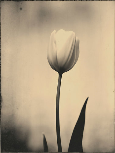 Tulip in Soft Light No. 14
