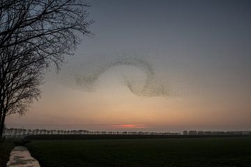 Spreeuwenvliegshow van Moetwil en van Dijk - Fotografie