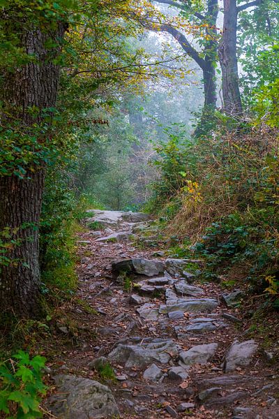 Autumnal forest trail at the Disibodenberg monastery by Flatfield
