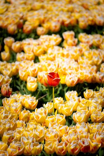 Tulpen in de bollenstreek
