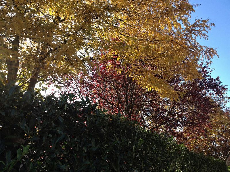 Herfst von Sharon vD
