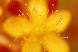 Résumé sur Carmen Fotografie