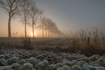 Ochtend van Moetwil en van Dijk - Fotografie