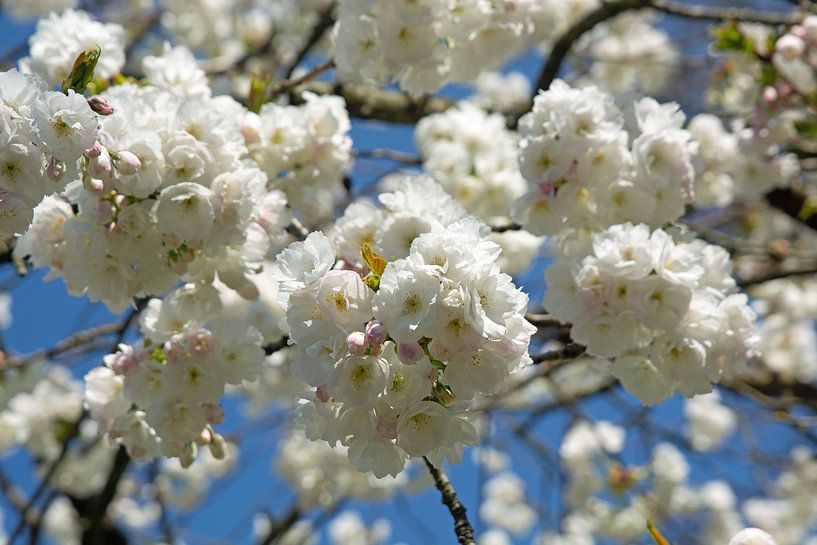 bloesem van Henriette Tischler van Sleen