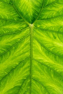 Elephant ear by Jim Plaum