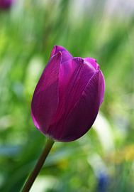 purple tulip in bloom by Robin Verhoef