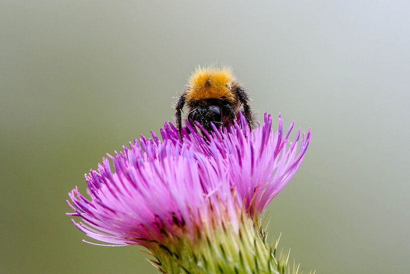 Hommel van Herman de Raaf