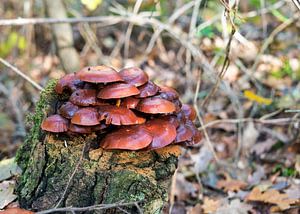 fungus on bark tree  