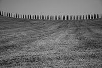 Cipressen in Toscane