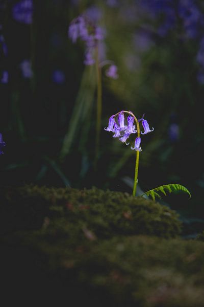 Jacinthe des bois solitaire dans la forêt de Haller par An Rogier