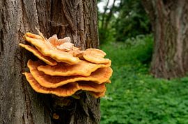 Laetiporus sulphureus von Richard Wareham