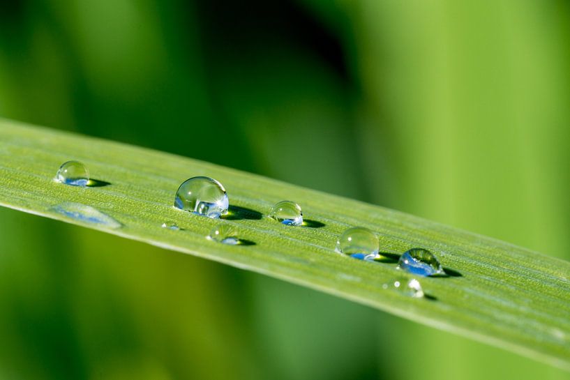 Drops on a blade of grass by Joost Potma